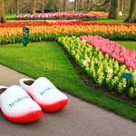 Blomsterrejse til Holland